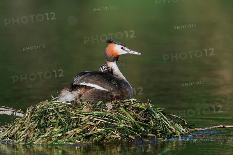 Great Crested Grebe (Podiceps Scalloped ribbonfish) feeding chicks on the nest, North Rhine-Westphalia, Germany