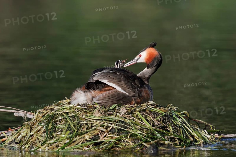 Great Crested Grebe (Podiceps scalloped ribbonfish) with chicks on the nest, North Rhine-Westphalia, Germany