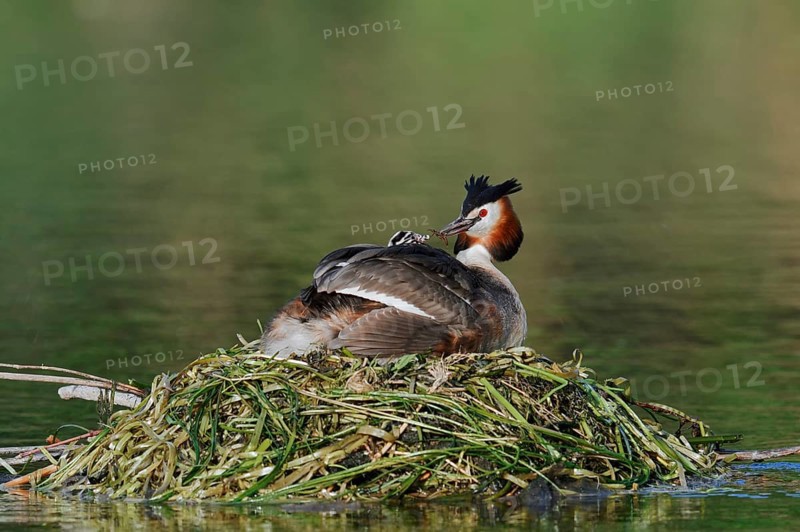 Great Crested Grebe (Podiceps scalloped ribbonfish) with chicks on the nest, North Rhine-Westphalia, Germany