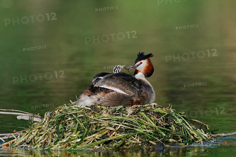 Great Crested Grebe (Podiceps scalloped ribbonfish) with chicks on the nest, North Rhine-Westphalia, Germany