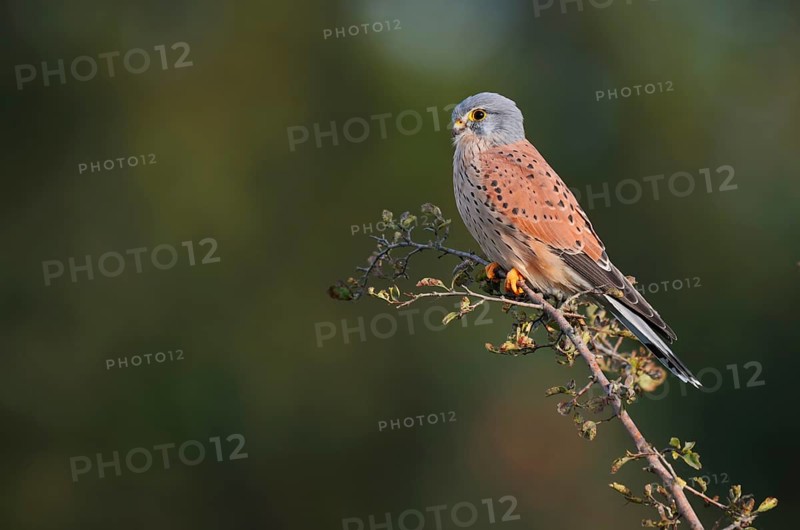 Kestrel (Falco tinnunculus), male sitting on a branch of hawthorn (Crataegus), North Rhine-Westphalia, Germany