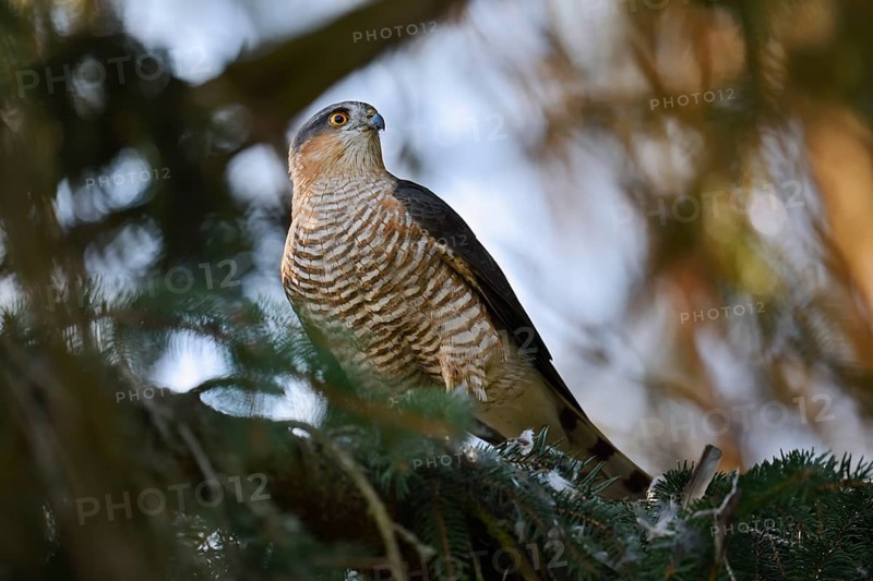 Sparrowhawk (Accipiter nisus), male with prey, North Rhine-Westphalia, Germany