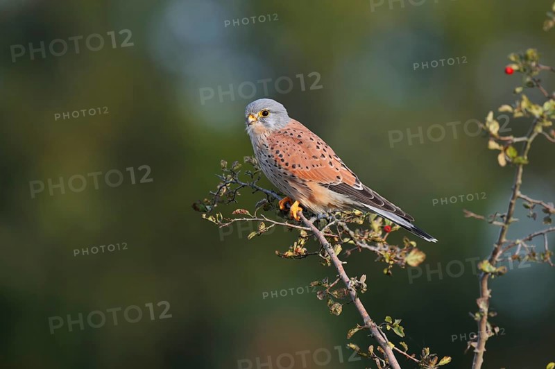 Kestrel (Falco tinnunculus), male sitting on a branch of hawthorn (Crataegus), North Rhine-Westphalia, Germany