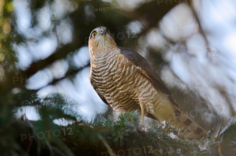 Sparrowhawk (Accipiter nisus), male with prey, North Rhine-Westphalia, Germany