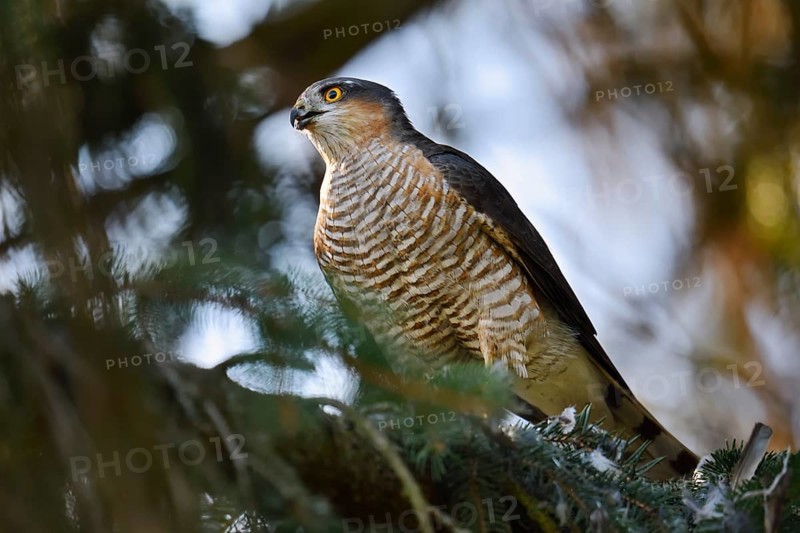 Sparrowhawk (Accipiter nisus), male with prey, North Rhine-Westphalia, Germany