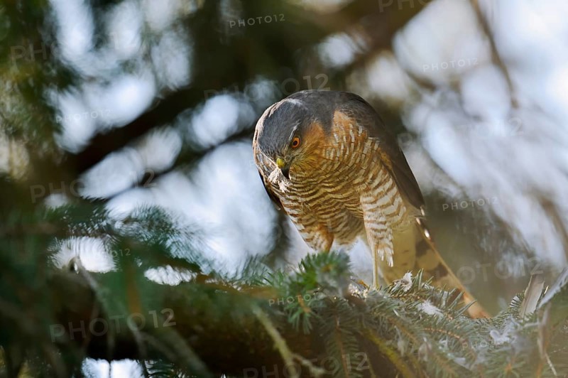 Sparrowhawk (Accipiter nisus), male with prey, North Rhine-Westphalia, Germany