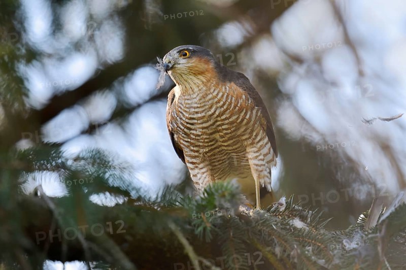 Sparrowhawk (Accipiter nisus), male with prey, North Rhine-Westphalia, Germany