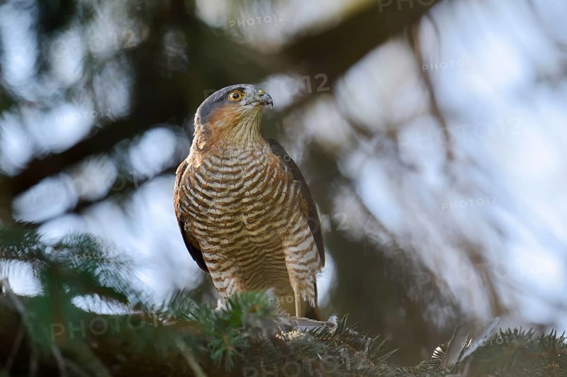 Sparrowhawk (Accipiter nisus), male with prey, North Rhine-Westphalia, Germany