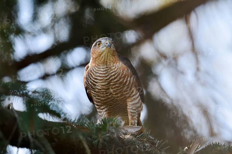 Sparrowhawk (Accipiter nisus), male with prey, North Rhine-Westphalia, Germany