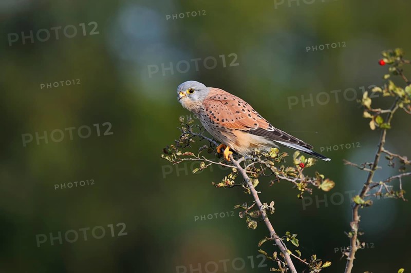 Kestrel (Falco tinnunculus), male sitting on a branch of hawthorn (Crataegus), North Rhine-Westphalia, Germany