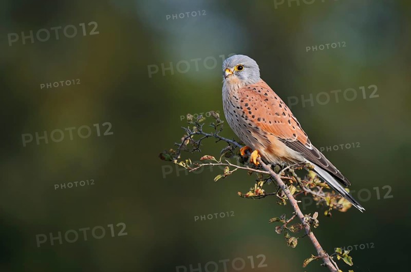 Kestrel (Falco tinnunculus), male sitting on a branch of hawthorn (Crataegus), North Rhine-Westphalia, Germany