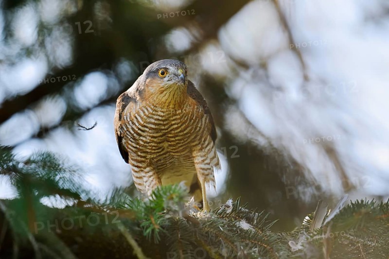 Sparrowhawk (Accipiter nisus), male with prey, North Rhine-Westphalia, Germany