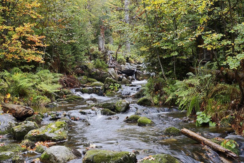 Mountain stream Kleine Ohe in autumn, Bavarian Forest National Park, Bavaria, Germany