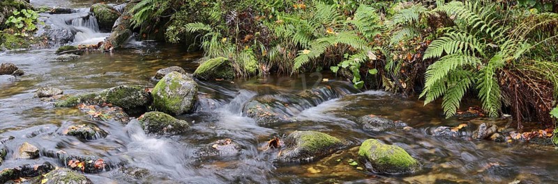 Mountain stream Kleine Ohe in autumn, Bavarian Forest National Park, Bavaria, Germany