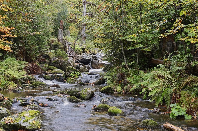 Mountain stream Kleine Ohe in autumn, Bavarian Forest National Park, Bavaria, Germany