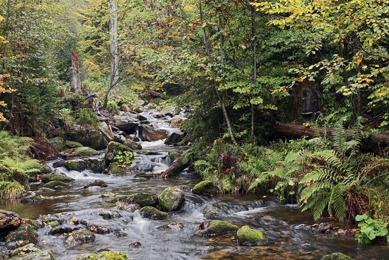 Mountain stream Kleine Ohe in autumn, Bavarian Forest National Park, Bavaria, Germany