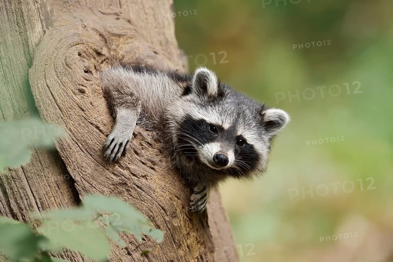 Raccoon (Procyon lotor), young animal looking out of a tree hollow, North Rhine-Westphalia, Germany