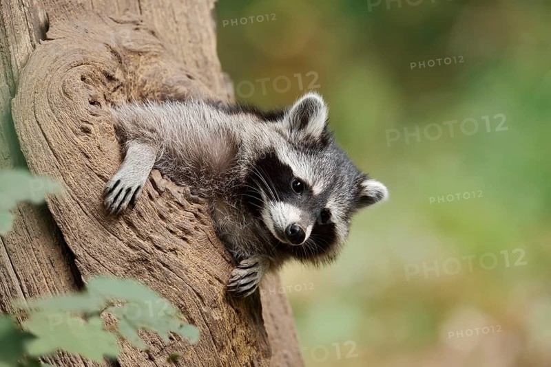 Raccoon (Procyon lotor), young animal looking out of a tree hollow, North Rhine-Westphalia, Germany