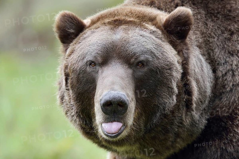 European brown bear (Ursus arctos arctos), portrait, captive, Bavaria, Germany