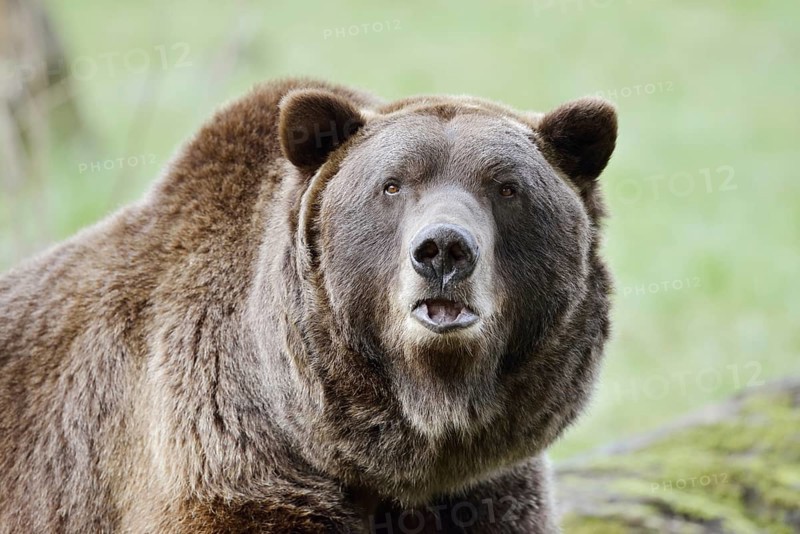 European brown bear (Ursus arctos arctos), portrait, captive, Bavaria, Germany