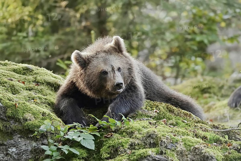 European brown bear (Ursus arctos arctos), young lying on a mossy stone, captive, Bavarian Forest, Bavaria, Germany