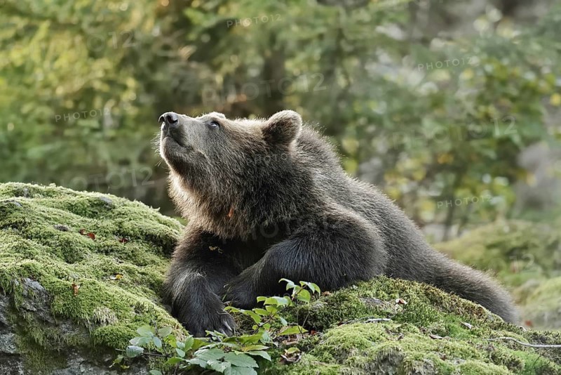 European brown bear (Ursus arctos arctos), young lying on a mossy stone, captive, Bavarian Forest, Bavaria, Germany