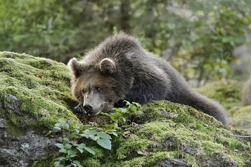 European brown bear (Ursus arctos arctos), young lying on a mossy stone, captive, Bavarian Forest, Bavaria, Germany