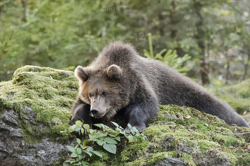 European brown bear (Ursus arctos arctos), young lying on a mossy stone, captive, Bavarian Forest, Bavaria, Germany