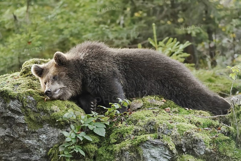 European brown bear (Ursus arctos arctos), young lying on a mossy stone, captive, Bavarian Forest, Bavaria, Germany