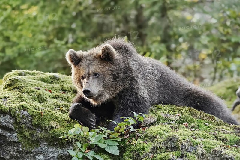 European brown bear (Ursus arctos arctos), young lying on a mossy stone, captive, Bavarian Forest, Bavaria, Germany