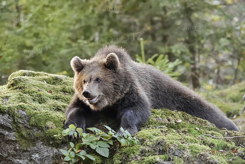 European brown bear (Ursus arctos arctos), young lying on a mossy stone, captive, Bavarian Forest, Bavaria, Germany
