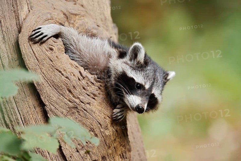 Raccoon (Procyon lotor), young animal looking out of a tree hollow, North Rhine-Westphalia, Germany