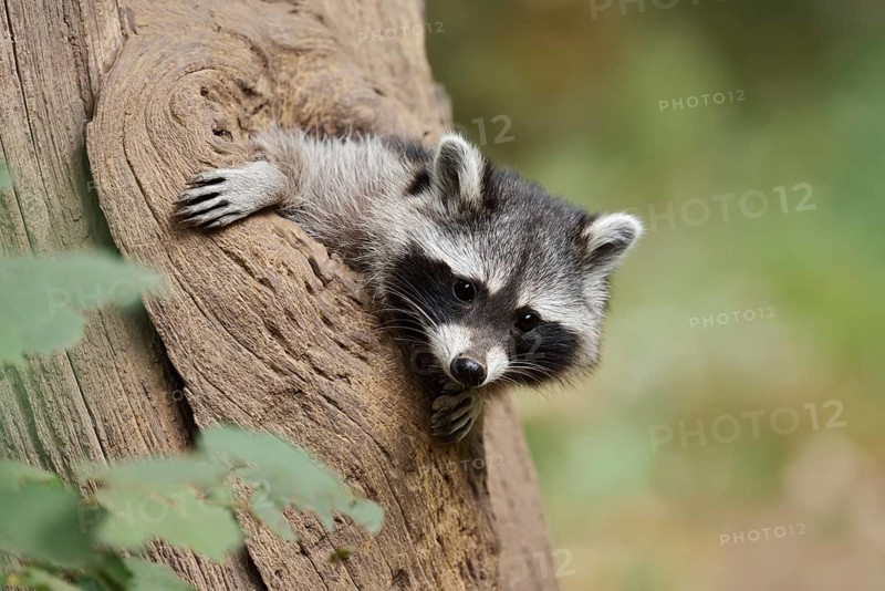 Raccoon (Procyon lotor), young animal looking out of a tree hollow, North Rhine-Westphalia, Germany