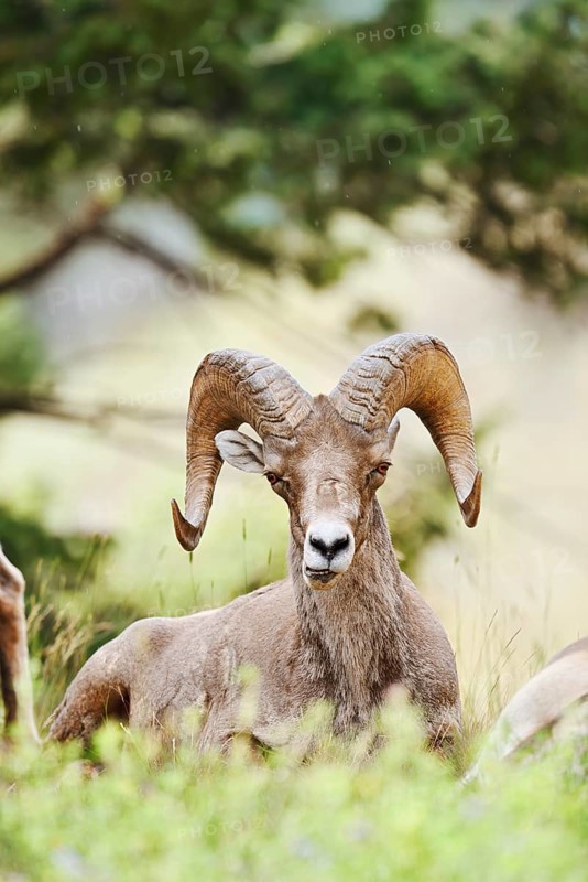 Rocky Mountains bighorn sheep (Ovis canadensis canadensis), ram, Banff National Park, Alberta, Canada