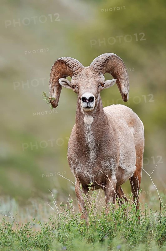 Rocky Mountains bighorn sheep (Ovis canadensis canadensis), ram, Banff National Park, Alberta, Canada