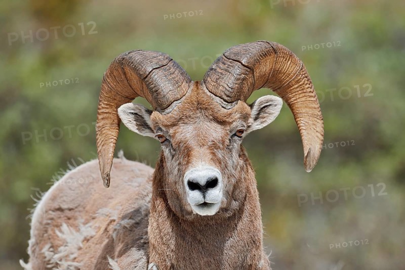 Rocky Mountains bighorn sheep (Ovis canadensis canadensis), ram, portrait, Jasper National Park, Alberta, Canada