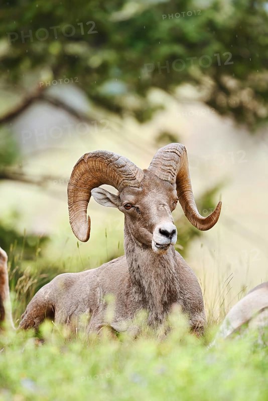 Rocky Mountains bighorn sheep (Ovis canadensis canadensis), ram, Banff National Park, Alberta, Canada