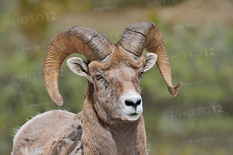 Rocky Mountains bighorn sheep (Ovis canadensis canadensis), ram, portrait, Jasper National Park, Alberta, Canada