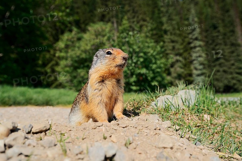 Columbia ground squirrel (Urocitellus columbianus, Spermophilus columbianus) at the burrow, Glacier National Park, British Columbia, Canada