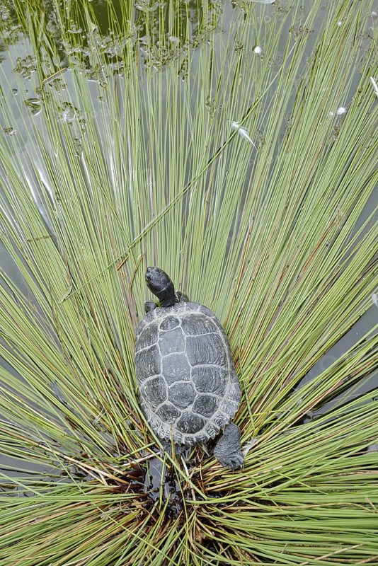 Yellow-cheeked tortoise (Trachemys scripta scripta), neozoa in Germany, North Rhine-Westphalia, Germany, native to North America