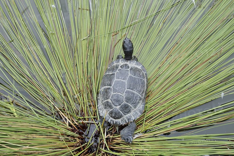 Yellow-cheeked tortoise (Trachemys scripta scripta), neozoa in Germany, North Rhine-Westphalia, Germany, native to North America