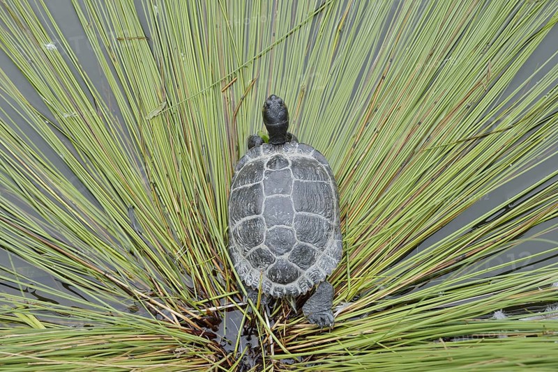Yellow-cheeked tortoise (Trachemys scripta scripta), neozoa in Germany, North Rhine-Westphalia, Germany, native to North America