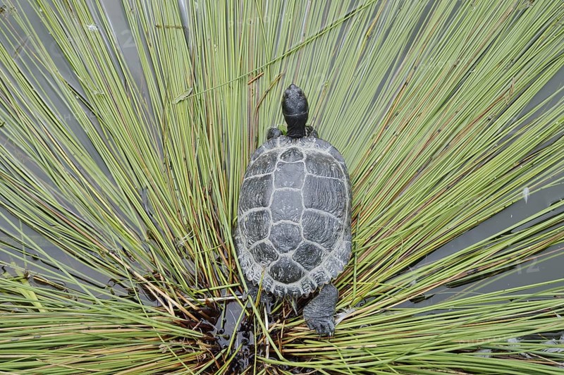 Yellow-cheeked tortoise (Trachemys scripta scripta), neozoa in Germany, North Rhine-Westphalia, Germany, native to North America