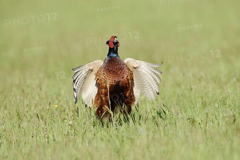 Hunting pheasant (Phasianus colchicus), cock mating in a meadow, North Rhine-Westphalia, Germany