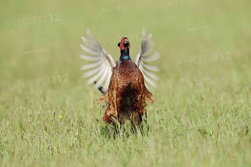 Hunting pheasant (Phasianus colchicus), cock mating in a meadow, North Rhine-Westphalia, Germany