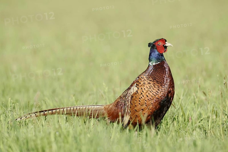 Hunting pheasant (Phasianus colchicus), cock standing in a meadow, North Rhine-Westphalia, Germany