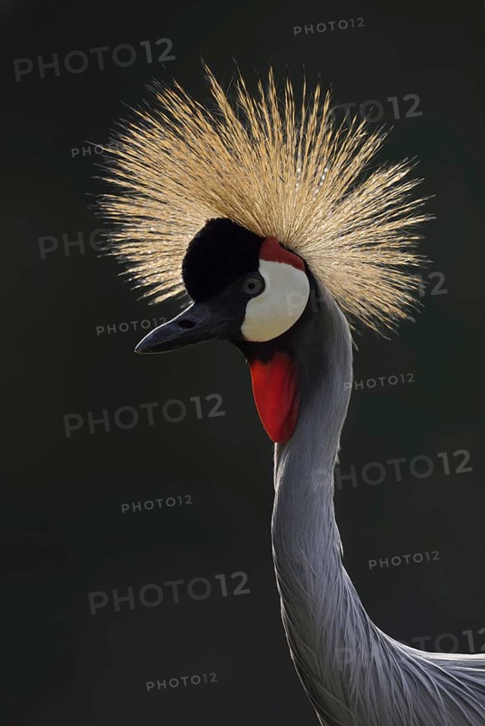 South African Crowned Crane or Grey-necked Crowned Crane (Balearica regulorum), portrait in backlight, captive, occurrence in Africa