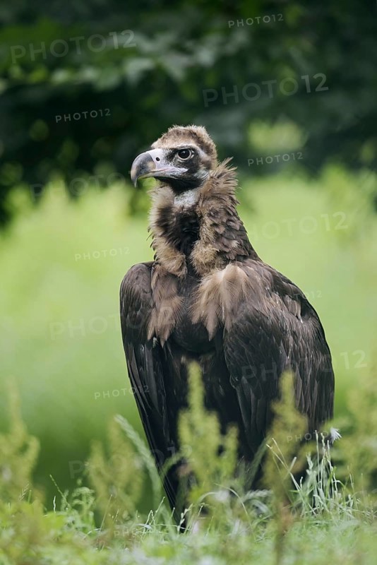 Black vulture or black vulture (Aegypius monachus), Spain