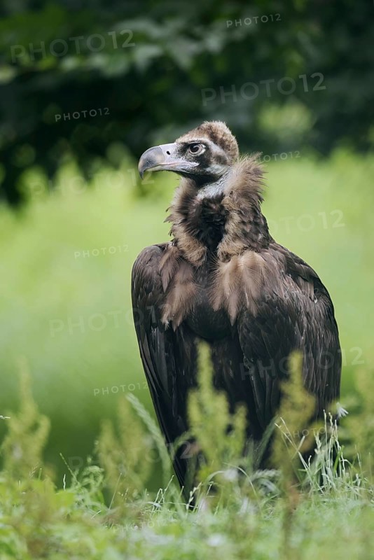 Black vulture or black vulture (Aegypius monachus), Spain
