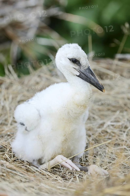 White stork (Ciconia ciconia), chick in nest, North Rhine-Westphalia, Germany